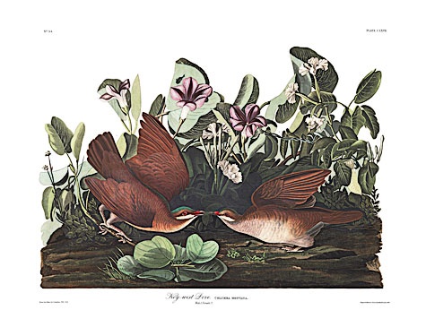 Key West Quail-Dove